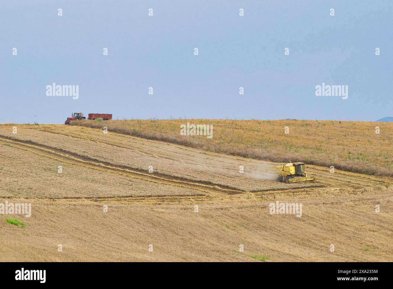 Machine de récolte récolteuse de champ de blé. L'agriculture Banque D'Images