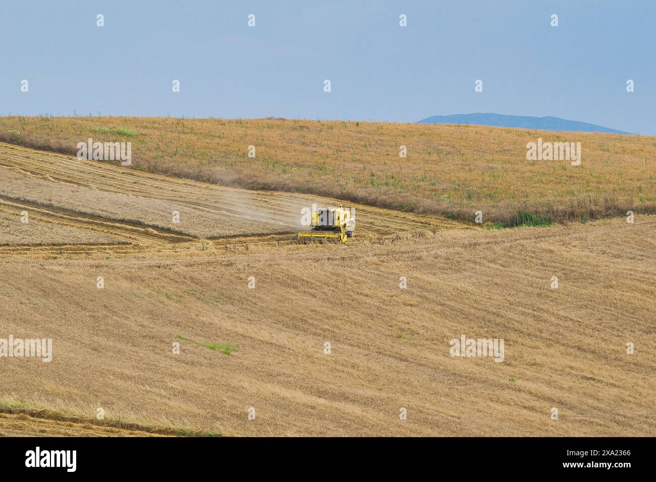 Machine de récolte récolteuse de champ de blé. L'agriculture Banque D'Images