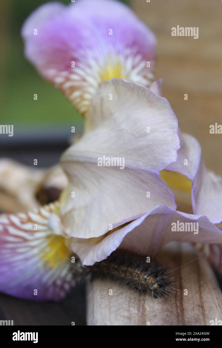 Gros plan d'une teigne de marais salants sur une fleur Banque D'Images