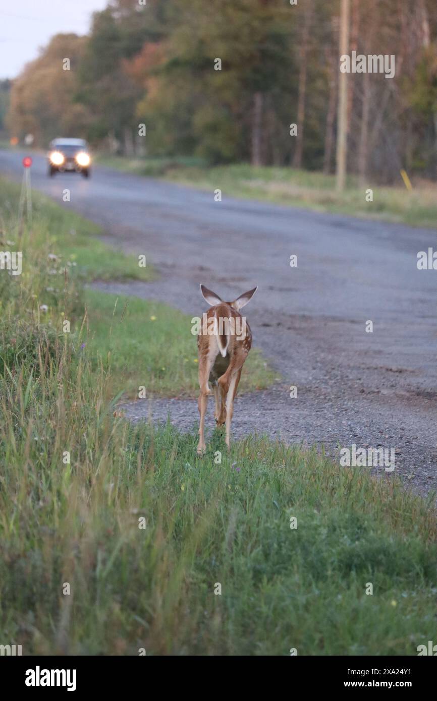 Un cerf debout près d'une route très fréquentée avec des véhicules qui passent Banque D'Images