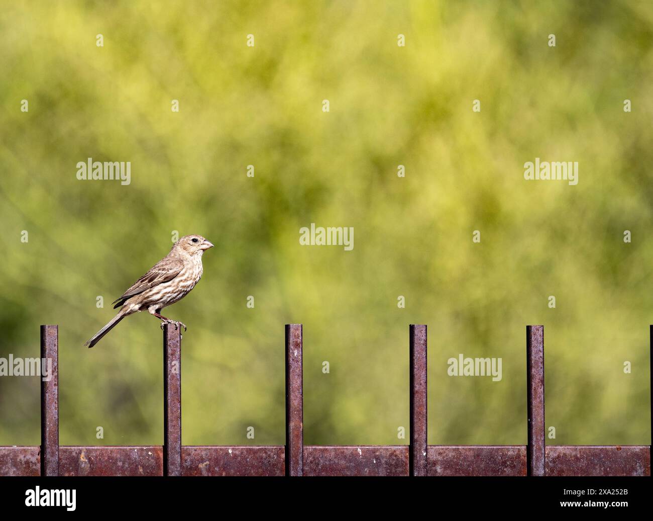 Un finch vert femelle perché sur une clôture rouillée dans le désert de l'Arizona par une journée ensoleillée Banque D'Images