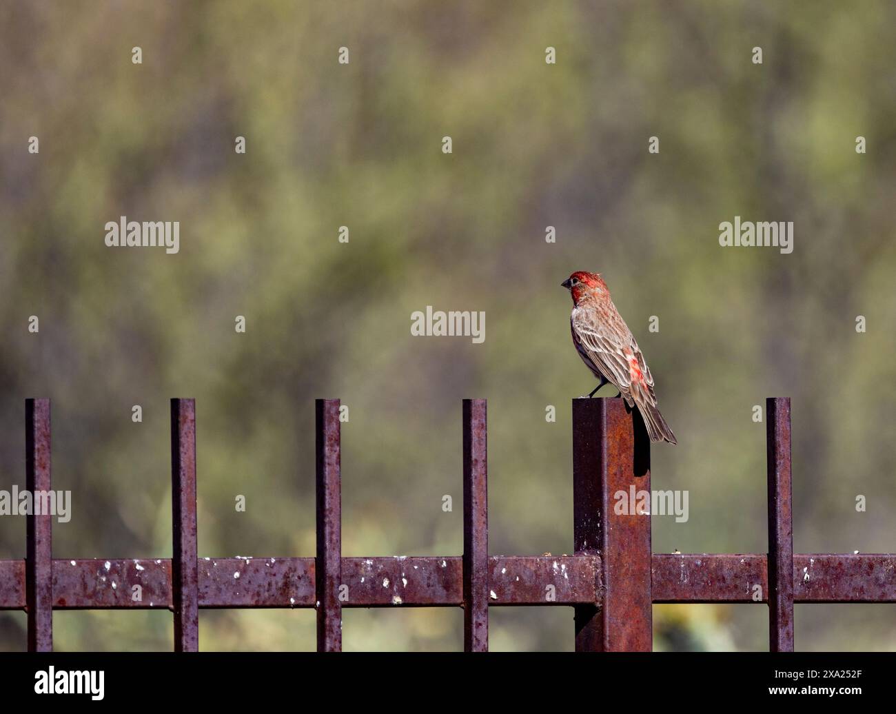 Un finch vert femelle perché sur une clôture rouillée dans le désert de l'Arizona par une journée ensoleillée Banque D'Images