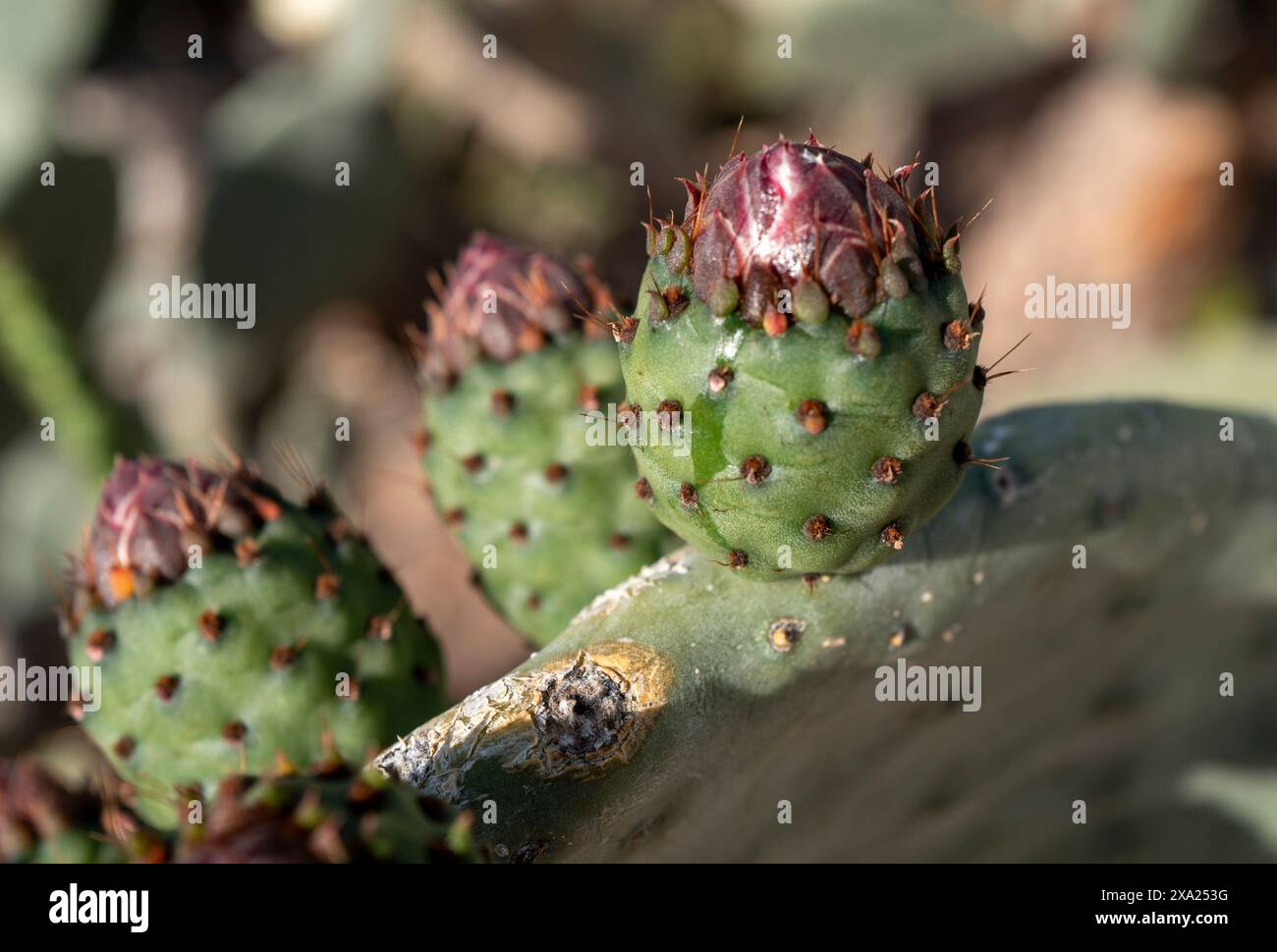 Une pagaie de cactus avec des fleurs dans le désert de l'Arizona au printemps près de Tucson Banque D'Images