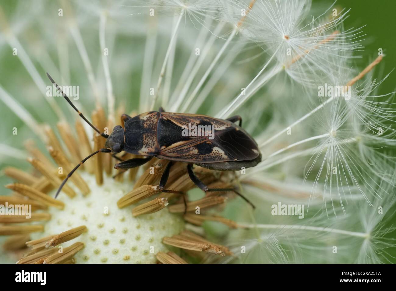 Gros plan détaillé sur une punaise européenne, Rhyparochromus vulgaris dans un pré Banque D'Images