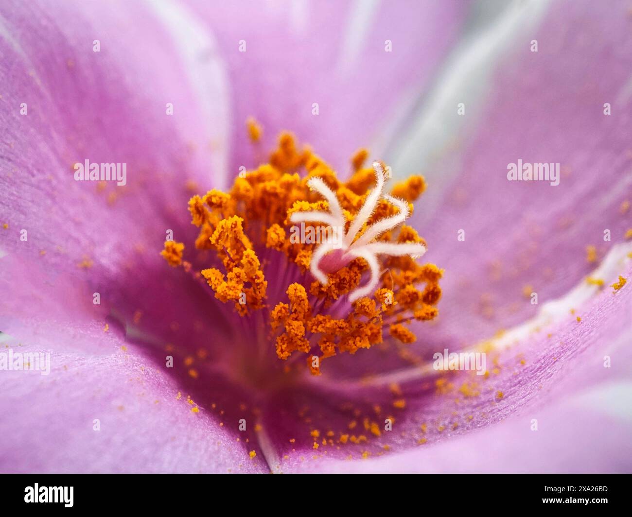 Gros plan extrême de fleur violette avec étamines orange Banque D'Images
