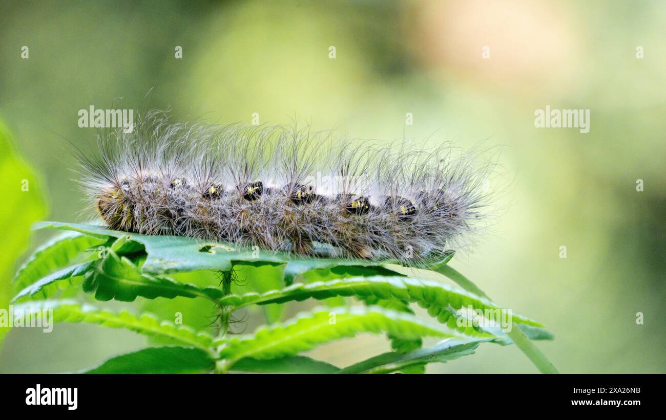 Les chenilles poilues en gros plan marchent sur des feuilles avec un fond naturel Banque D'Images