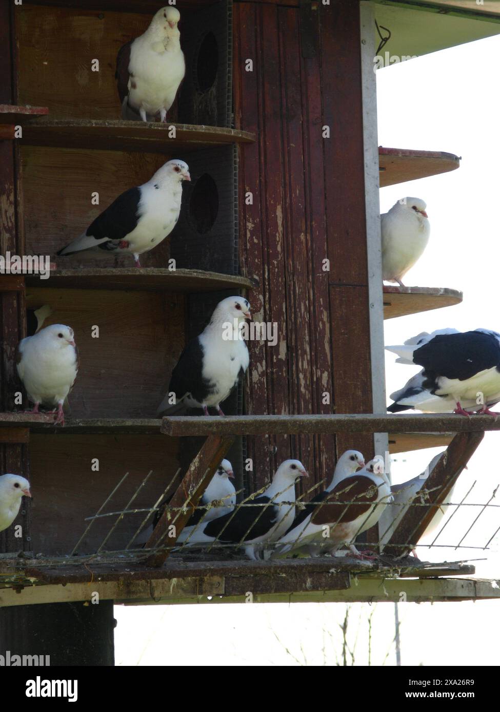 Oiseaux perchés sur un nichoir Banque D'Images