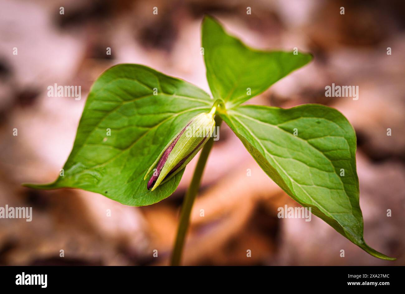 Gros plan d'une fleur rouge Trillium de l'Ontario en fleurs au printemps Banque D'Images