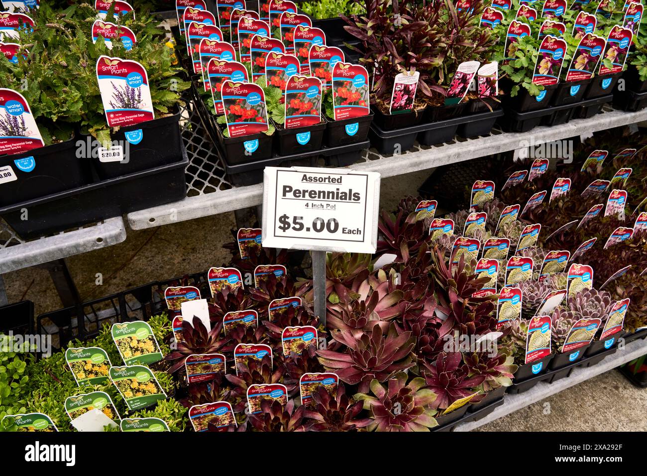 Étagères en métal pleines de plantes vivaces de jardin à vendre sur un marché de jardin. Banque D'Images