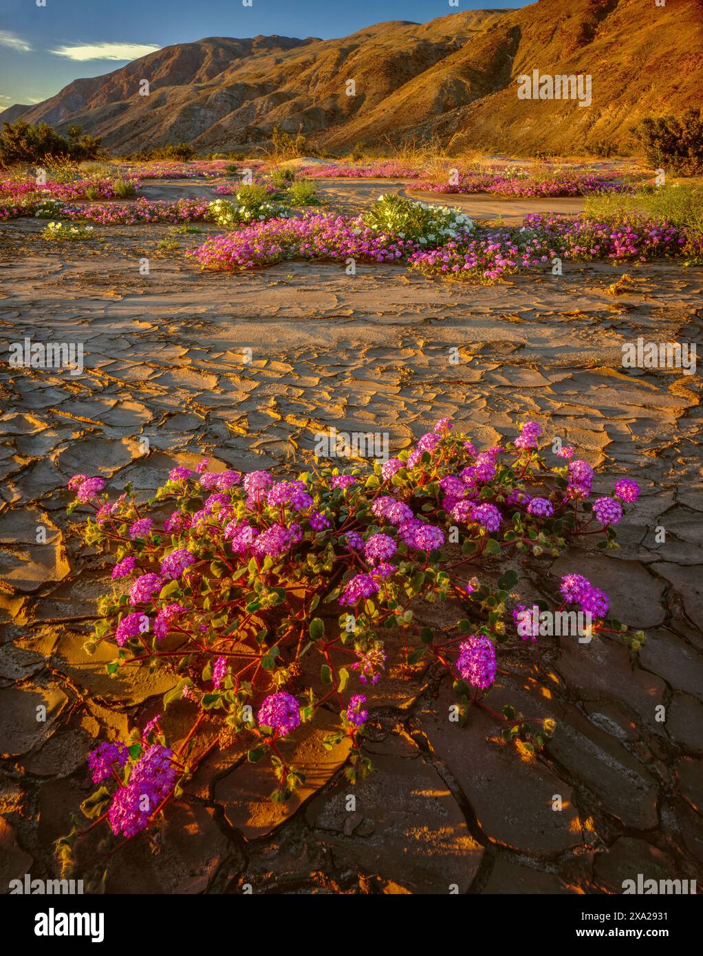 Sand Verbena, Abronia villosa, Mud Flats, Henderson Canyon, Anza-Borrego Desert State Park, Californie Banque D'Images