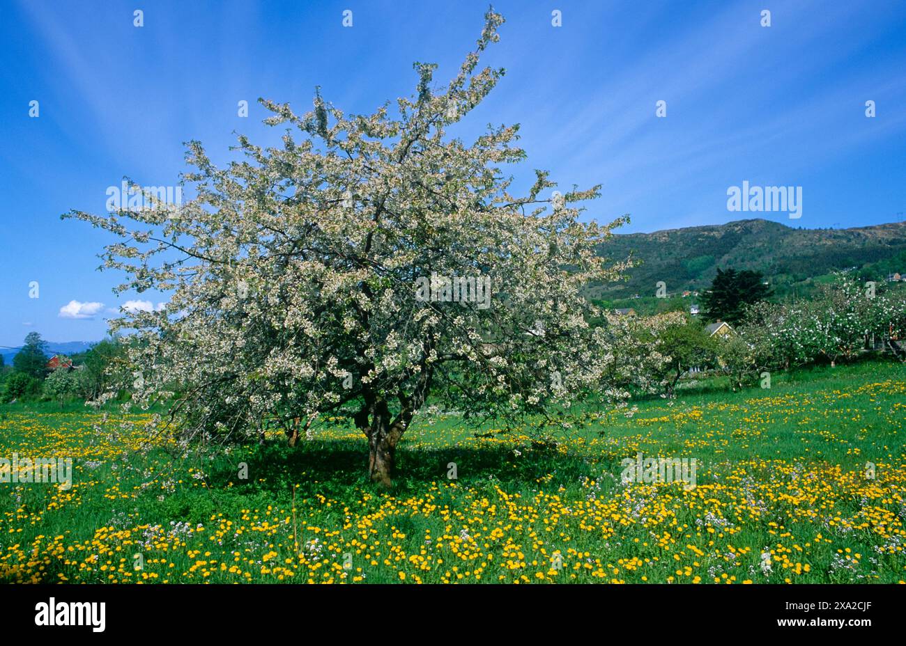 Fleur de pommier sur les arbres dans le champ avec des pissenlits, Barony Rosendal, Rosendal, Kvinnherad, Vestland, Norvège Banque D'Images