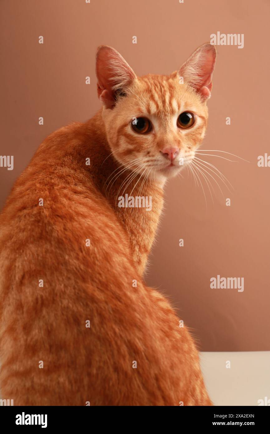 Adorable chat au gingembre avec de grands yeux posant sur un fond neutre Banque D'Images