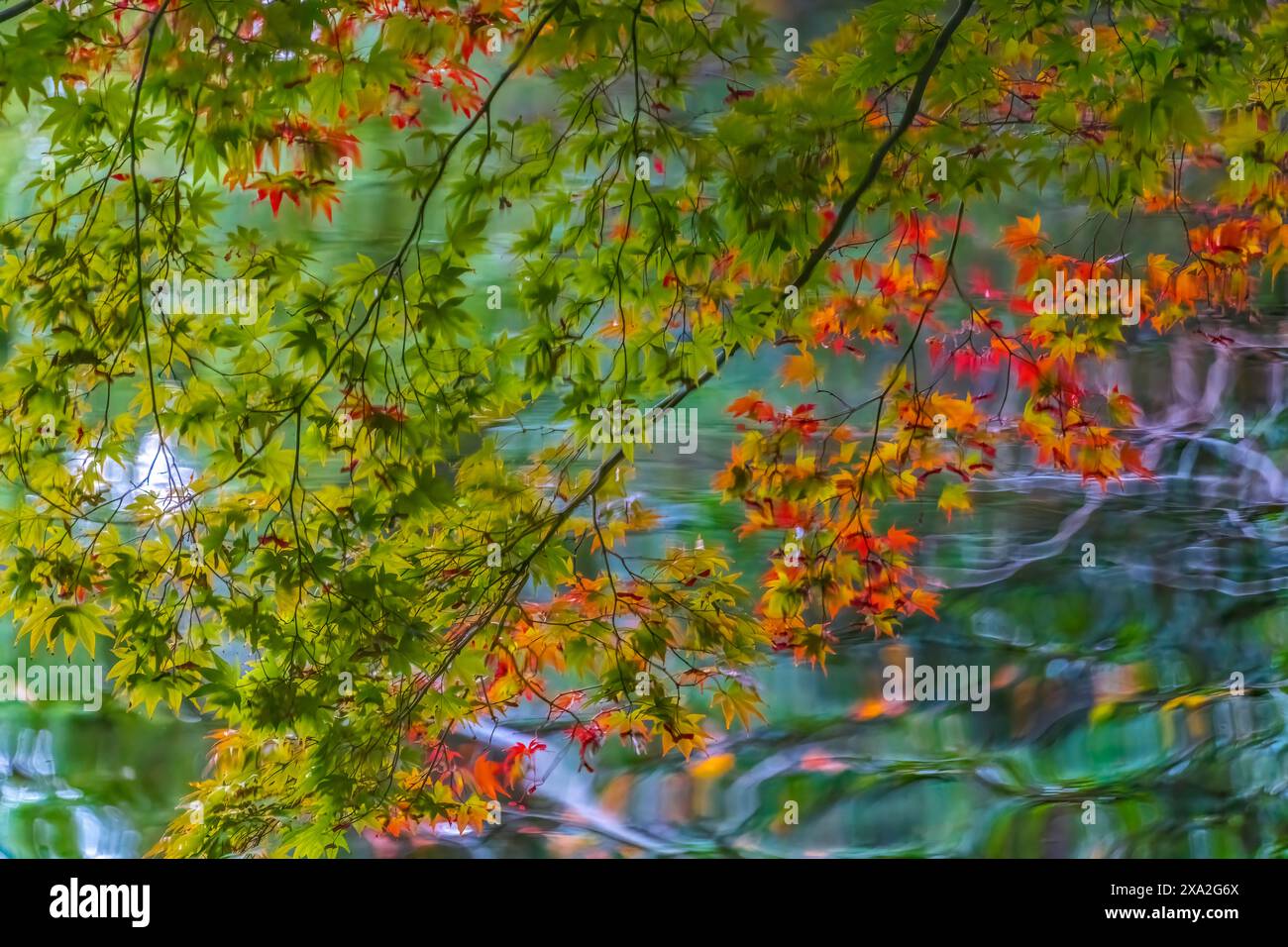 Feuilles d'automne colorées reflétant l'eau du lac est abstrait jardin Heian Shinto Shrine Kyoto Japon. Construit en 1895 copie du palais impérial des années 1100. Banque D'Images