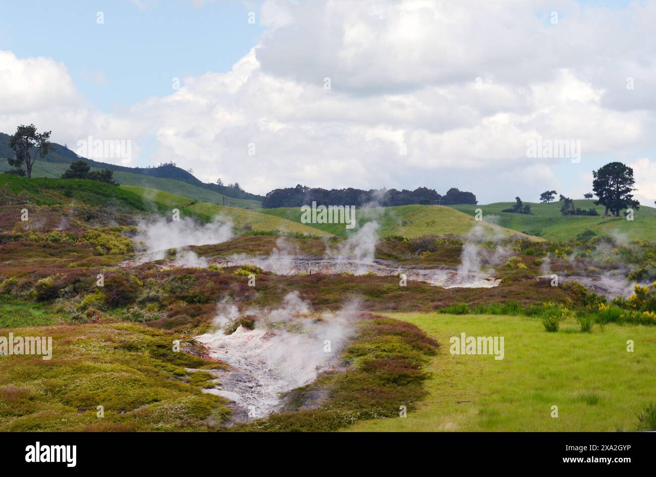 Paysages géothermiques à Rotorua, Nouvelle-Zélande. Banque D'Images