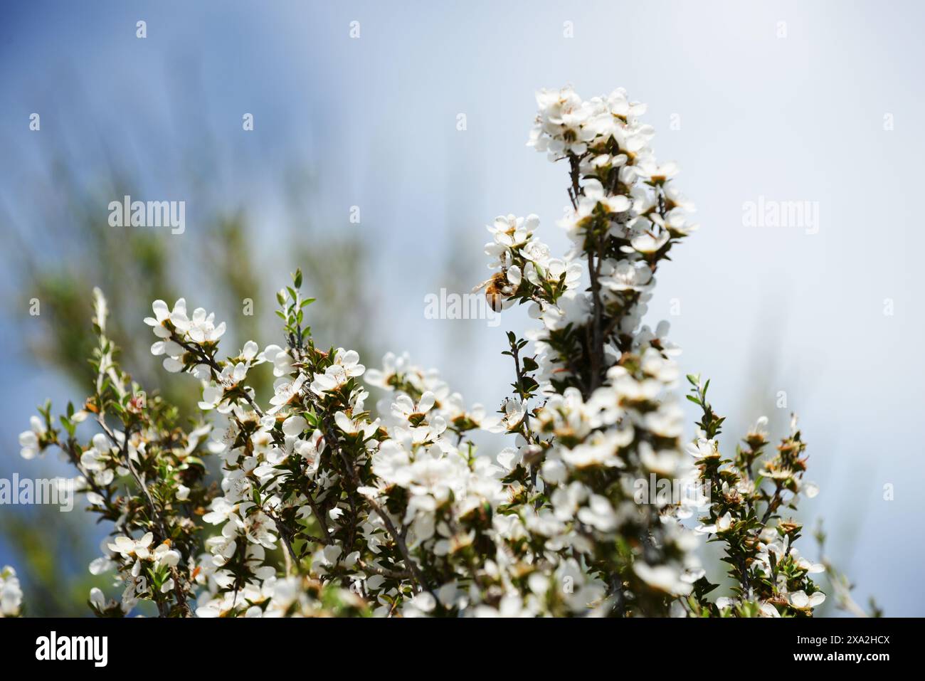 Les fleurs de l'arbre de Manuka en Nouvelle-Zélande. Banque D'Images