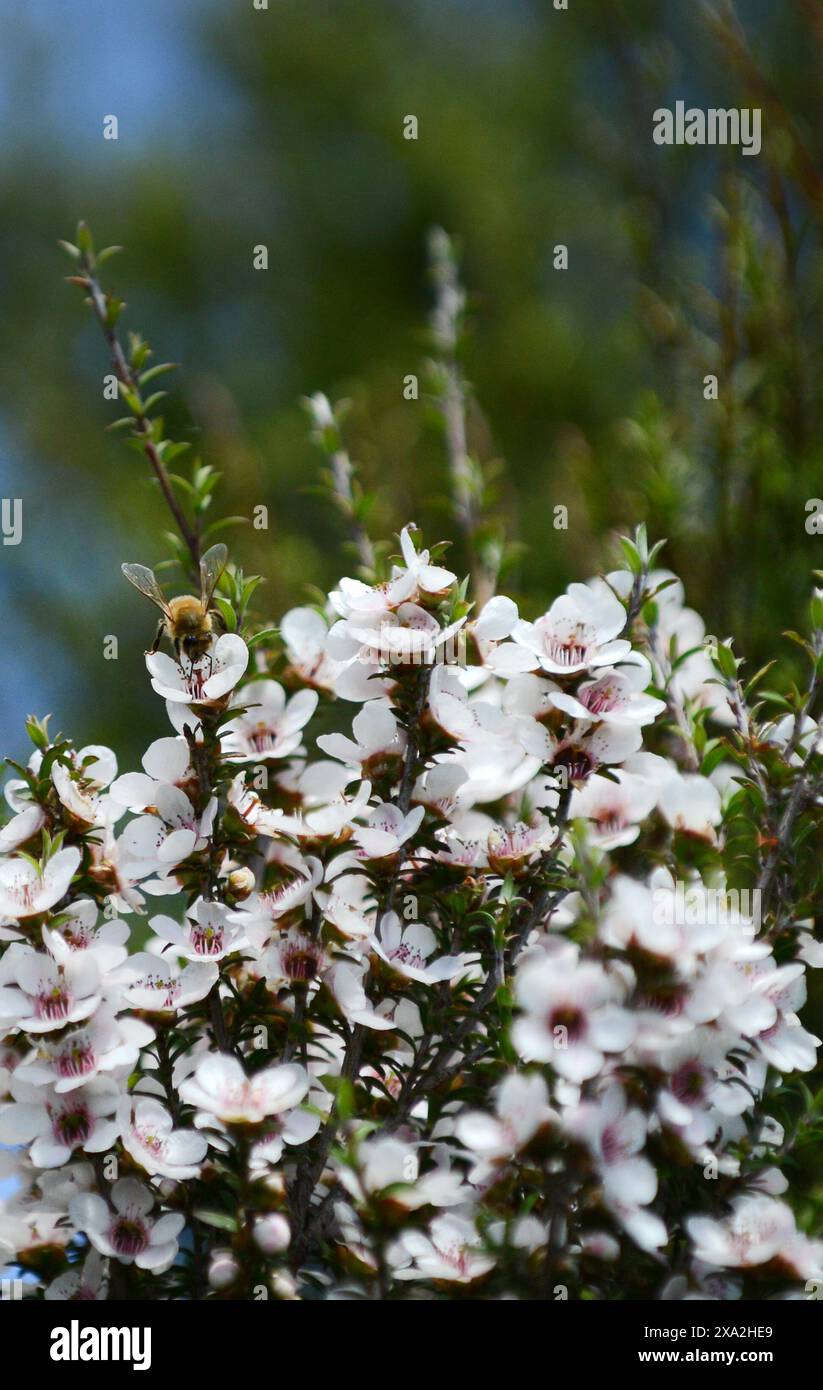 Les fleurs de l'arbre de Manuka en Nouvelle-Zélande. Banque D'Images