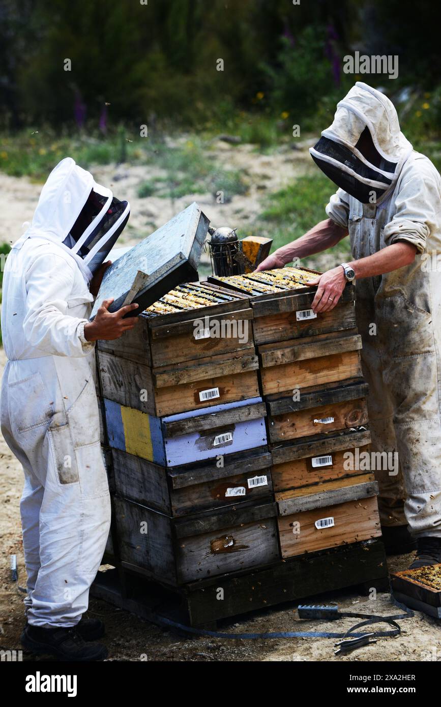 Les apiculteurs de miel de Manuka le Manuka Steens company vérification sur les ruches dans la région de Wairarapa du sud de la Nouvelle-Zélande. Banque D'Images