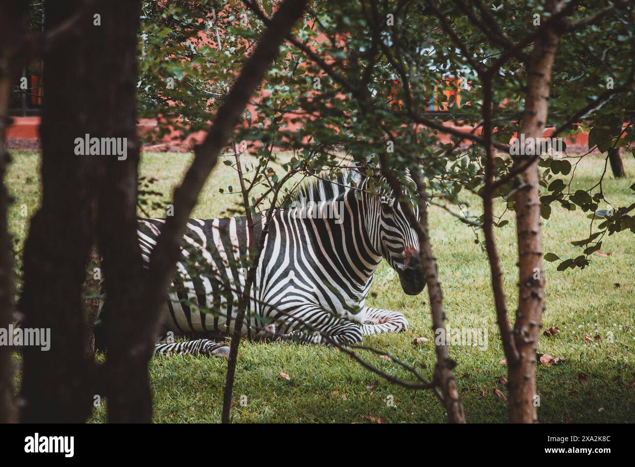 Une image sereine capturant un zèbre reposant au milieu d'une végétation luxuriante dans un sanctuaire zambien mettant en valeur la beauté naturelle et la tranquillité de la faune dans son Banque D'Images