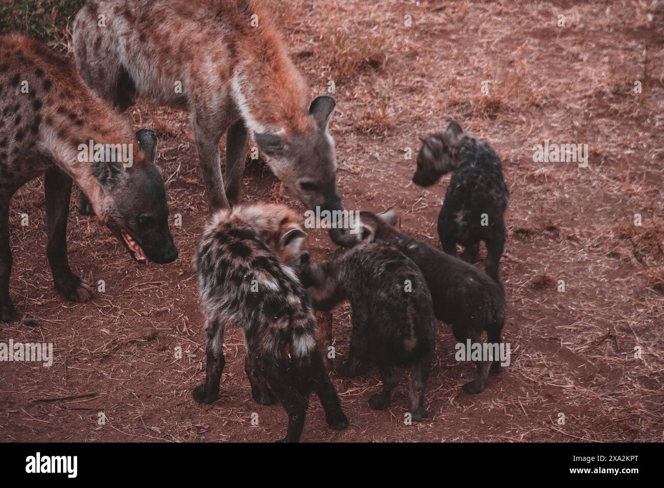 Cette photo captive une famille de hyènes interagissant dans la nature sauvage du parc national Kruger. Les chiots ludiques et les adultes attentifs mettent en valeur la socia Banque D'Images