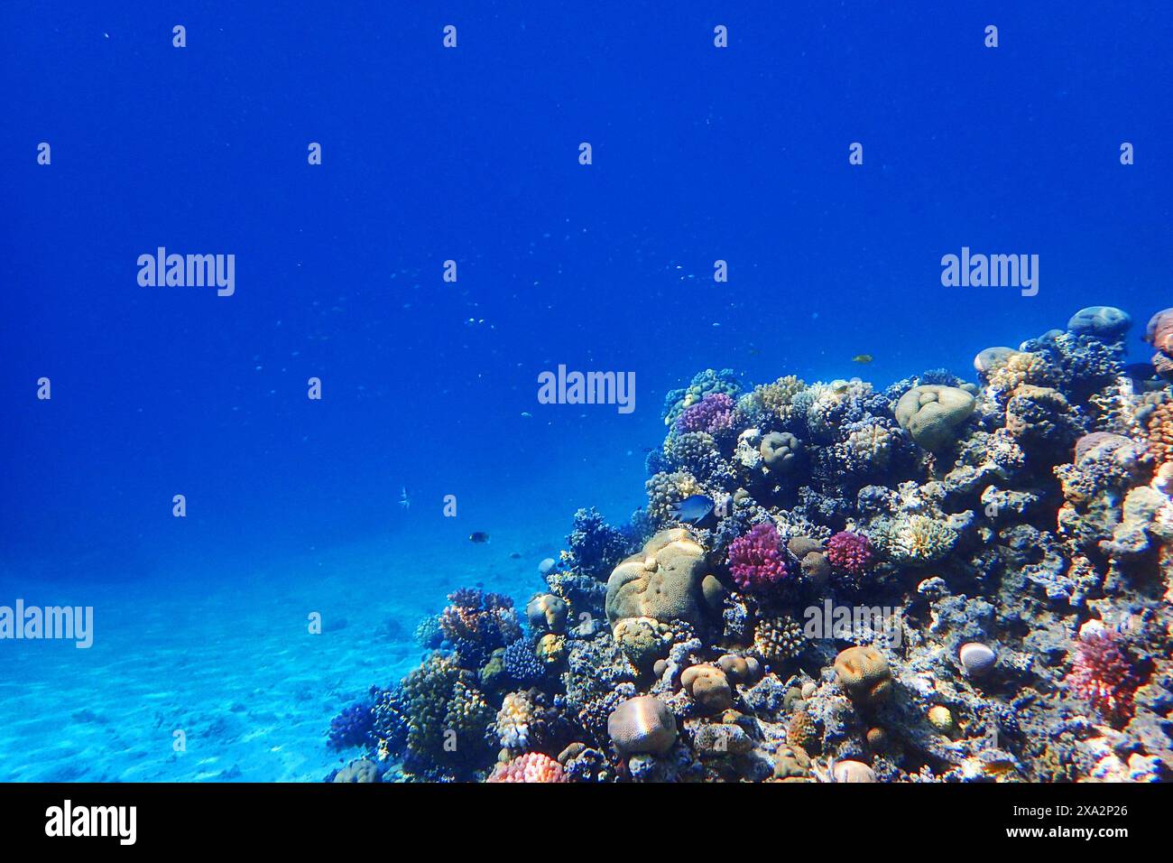 Récif de corail en Egypte comme beau fond Banque D'Images