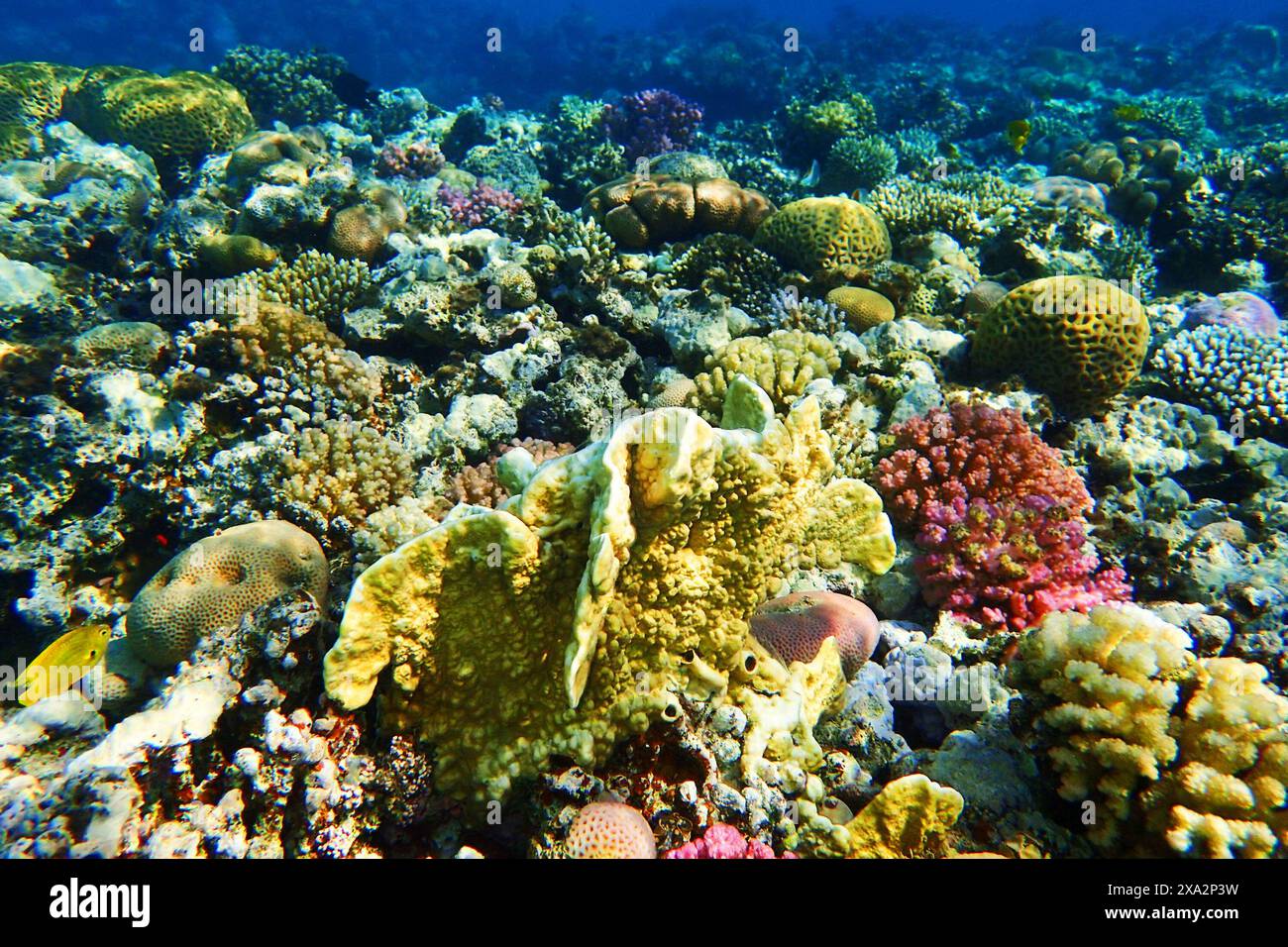 Récif de corail en Egypte comme beau fond Banque D'Images