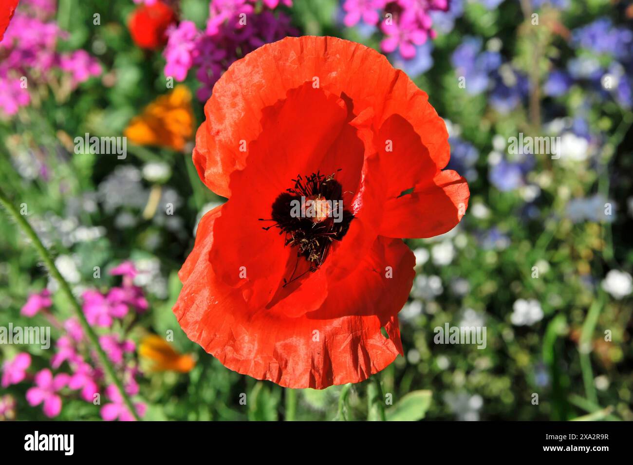 Fleur de pavot (Papaver rhoeas), prairie de fleurs, Bade-Wuerttemberg, Allemagne, Europe, coquelicot rouge au premier plan, entouré d'une variété colorée de Banque D'Images