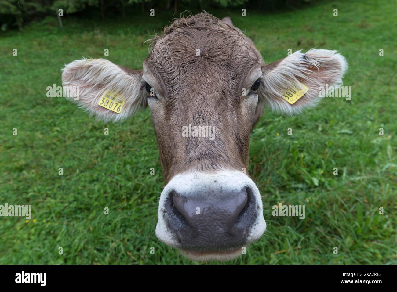 Vache Allgaeu sur un pré, portrait, Bad Hindelang, Allgaeu, Bavière, Allemagne Banque D'Images