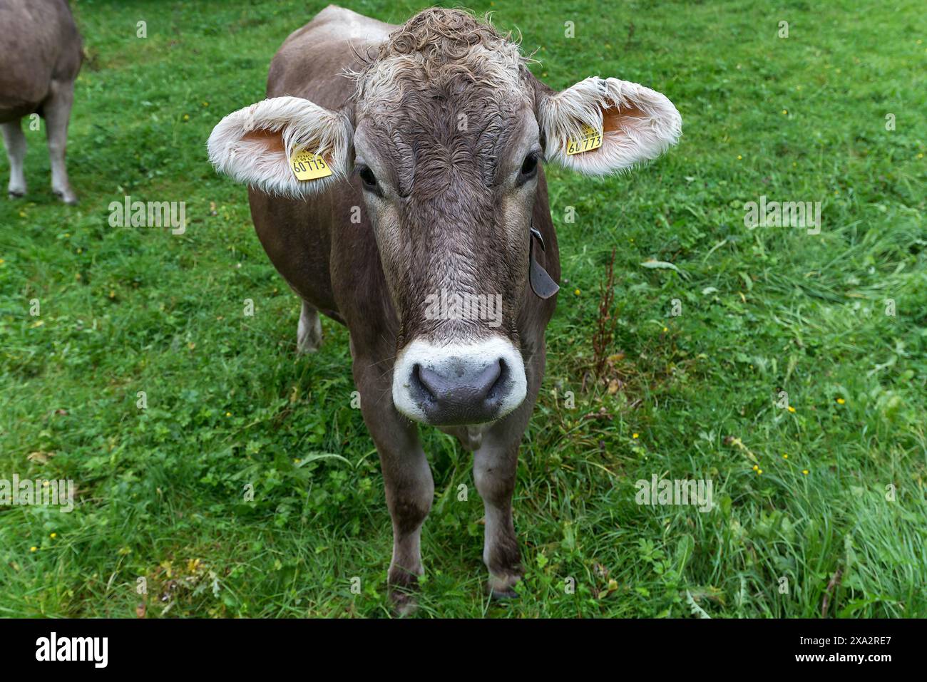 Vache Allgaeu, portrait, Bad Hindelang, Allgaeu, Bavière, Allemagne Banque D'Images