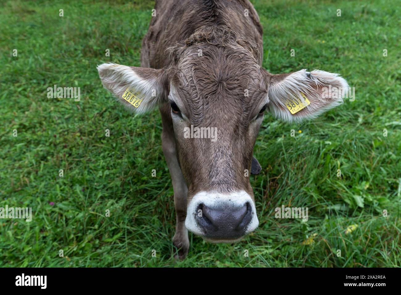 Vache Allgaeu sur un pré, portrait, Bad Hindelang, Allgaeu, Bavière, Allemagne Banque D'Images