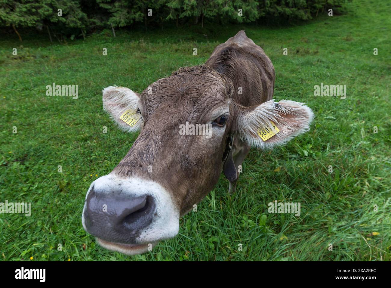 Vache Allgaeu sur un pré, portrait, Bad Hindelang, Allgaeu, Bavière, Allemagne Banque D'Images