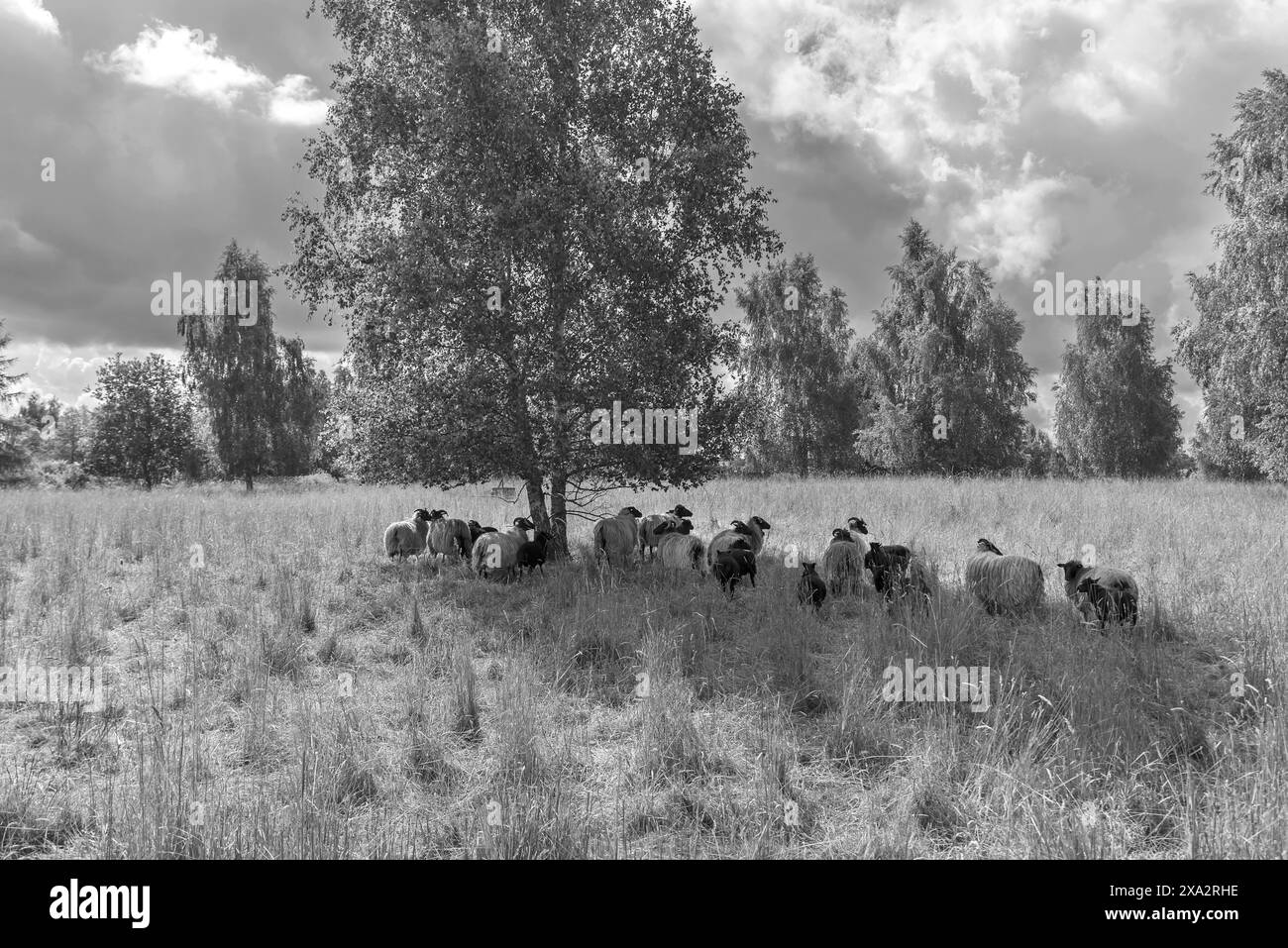Heidschnucken pâturage d'une réserve naturelle, Schwerin, Mecklembourg-Poméranie occidentale, Allemagne Banque D'Images