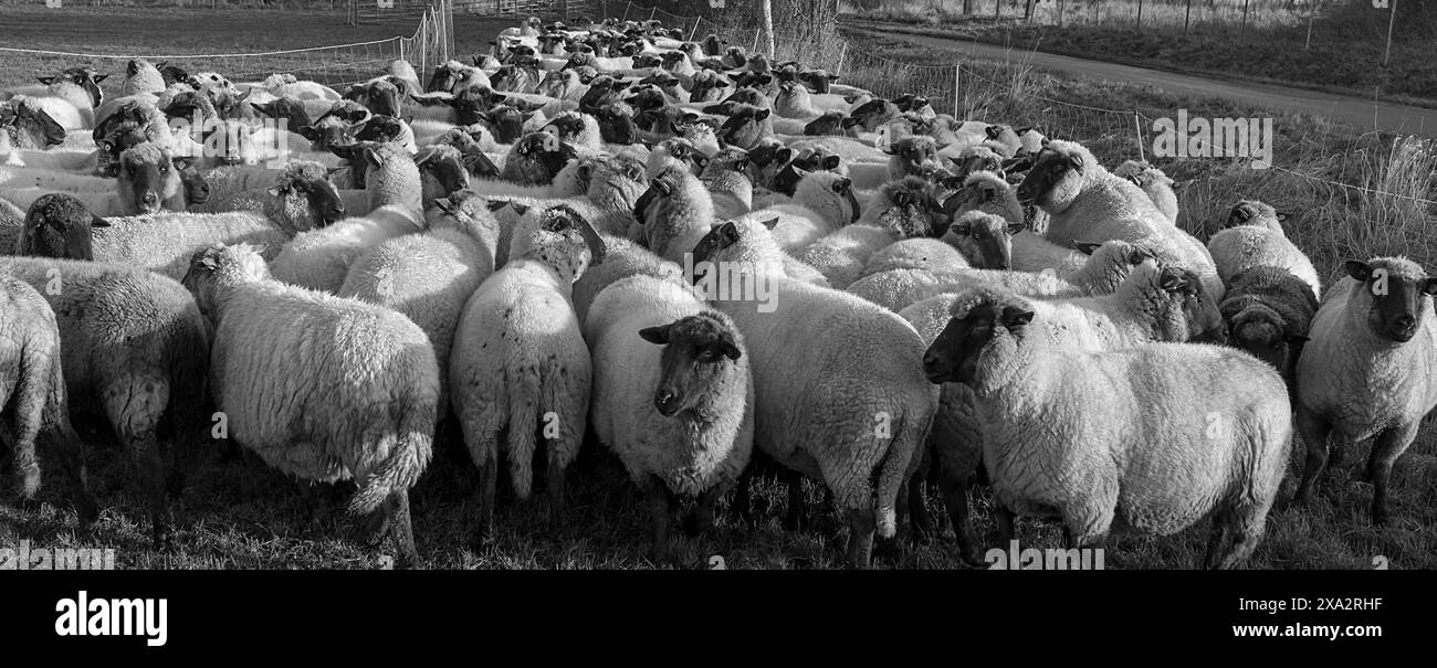 Moutons domestiques à tête noire (Ovis gmelini aries) écrits pour chargement sur le pâturage tôt le matin, Mecklenburg-Poméranie occidentale, Allemagne Banque D'Images