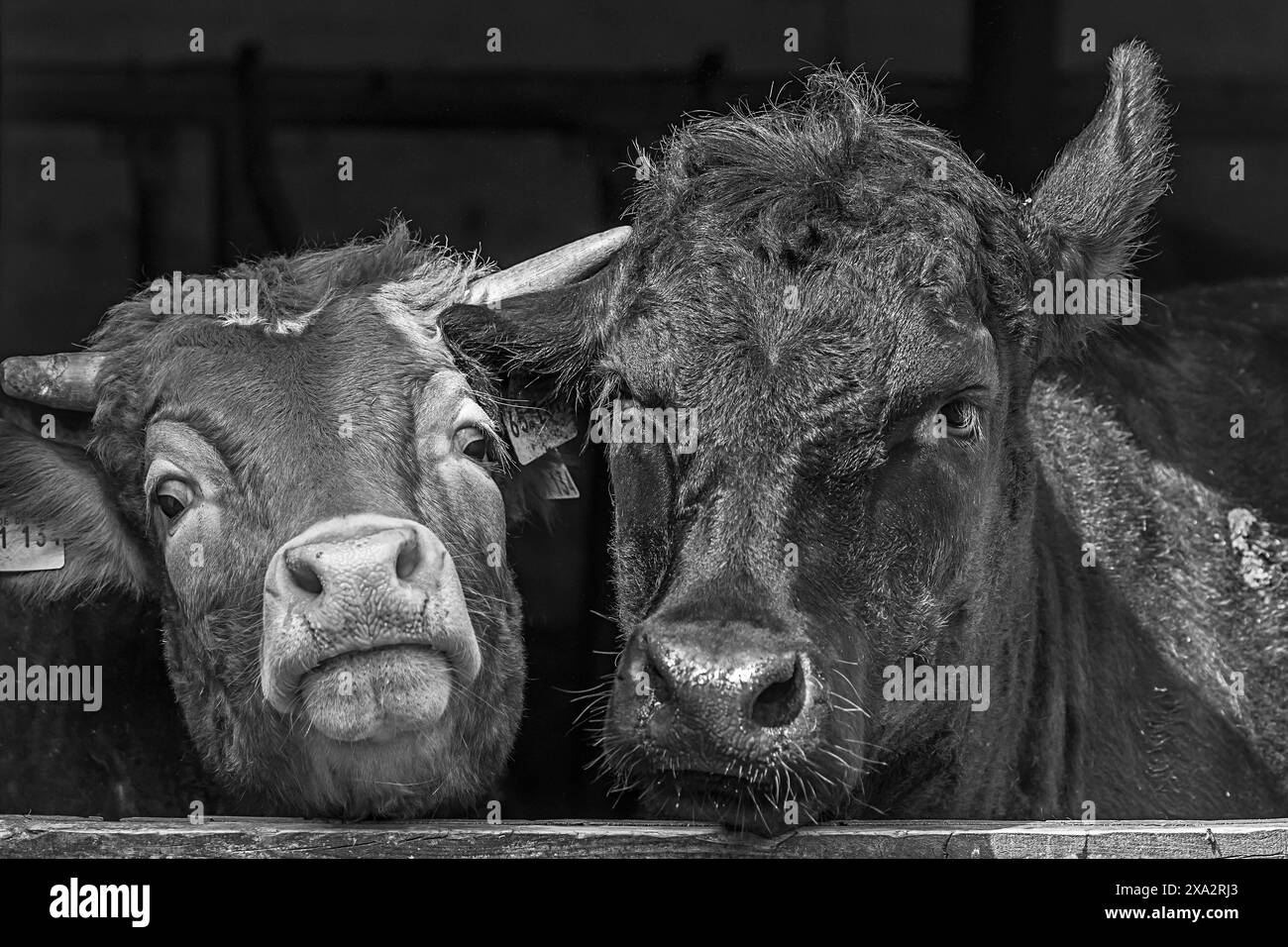 Un bétail Limousin et Angus regardent hors de la porte de l'écurie, Franconie, Bavière, Allemagne Banque D'Images