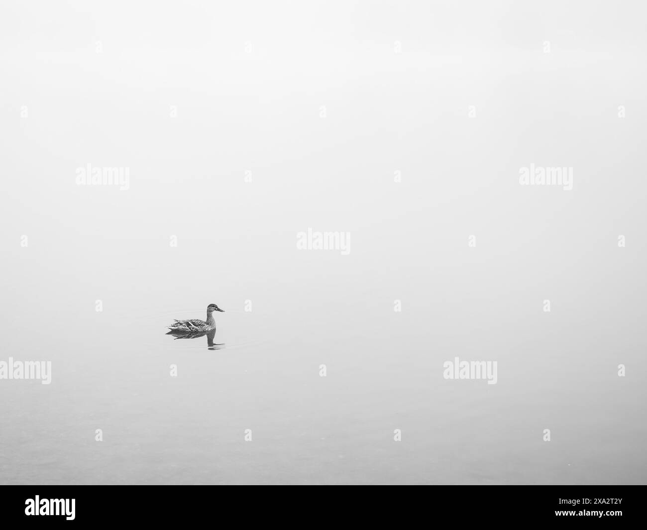 Canard dans le lac, brouillard matinal à Sulmsee, Sulmsee, près de Leibnitz, Styrie, Autriche Banque D'Images