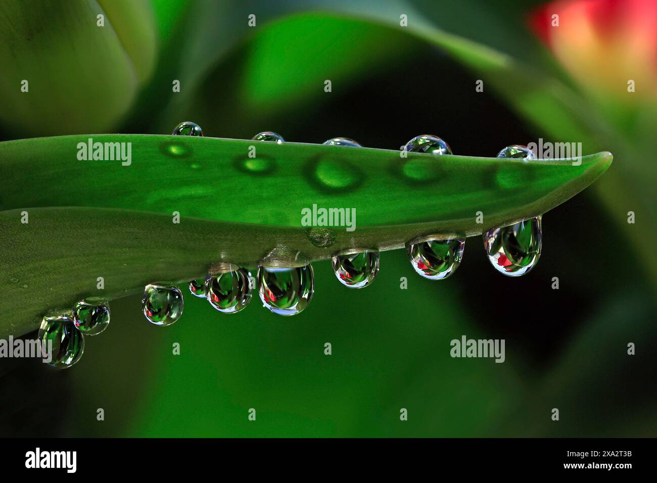 Des gouttes d'eau reposent sur une feuille verte, la précision des gouttes et les reflets créent une sensation rafraîchissante Banque D'Images