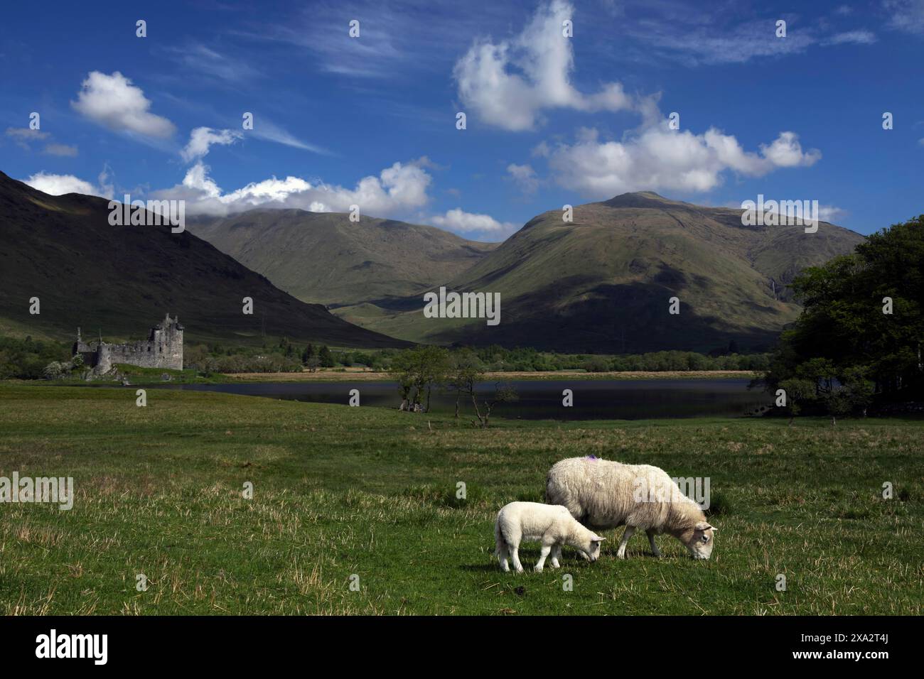 Deux moutons paissent sur une prairie verdoyante en Écosse sur fond de montagnes et un château médiéval sous un ciel bleu avec des nuages blancs Banque D'Images