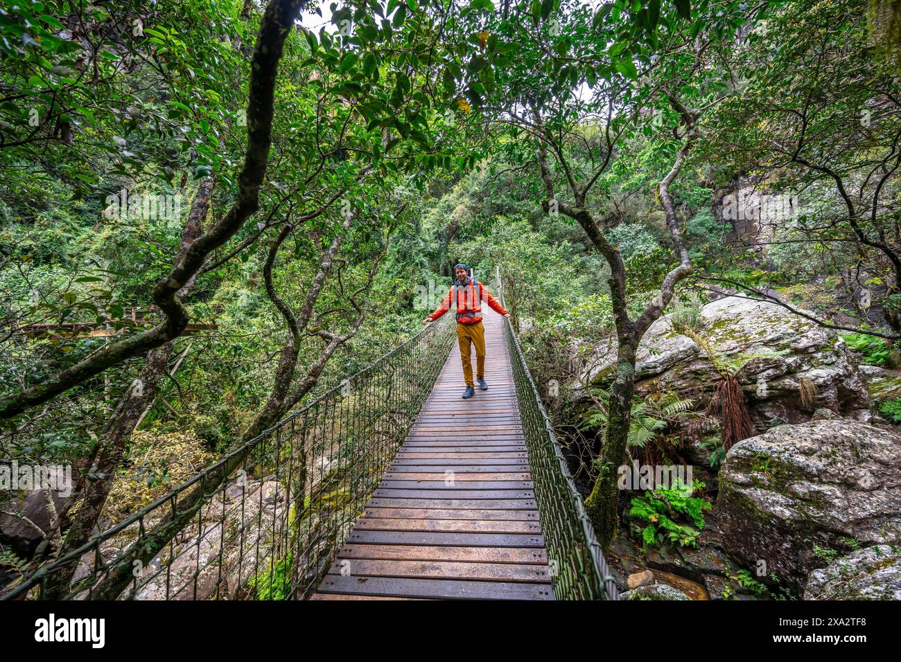 Jeune homme sur un pont suspendu dans une forêt dense, Graskop gorge ou Graskopkloof, Graskop, Mpumalanga, Afrique du Sud Banque D'Images