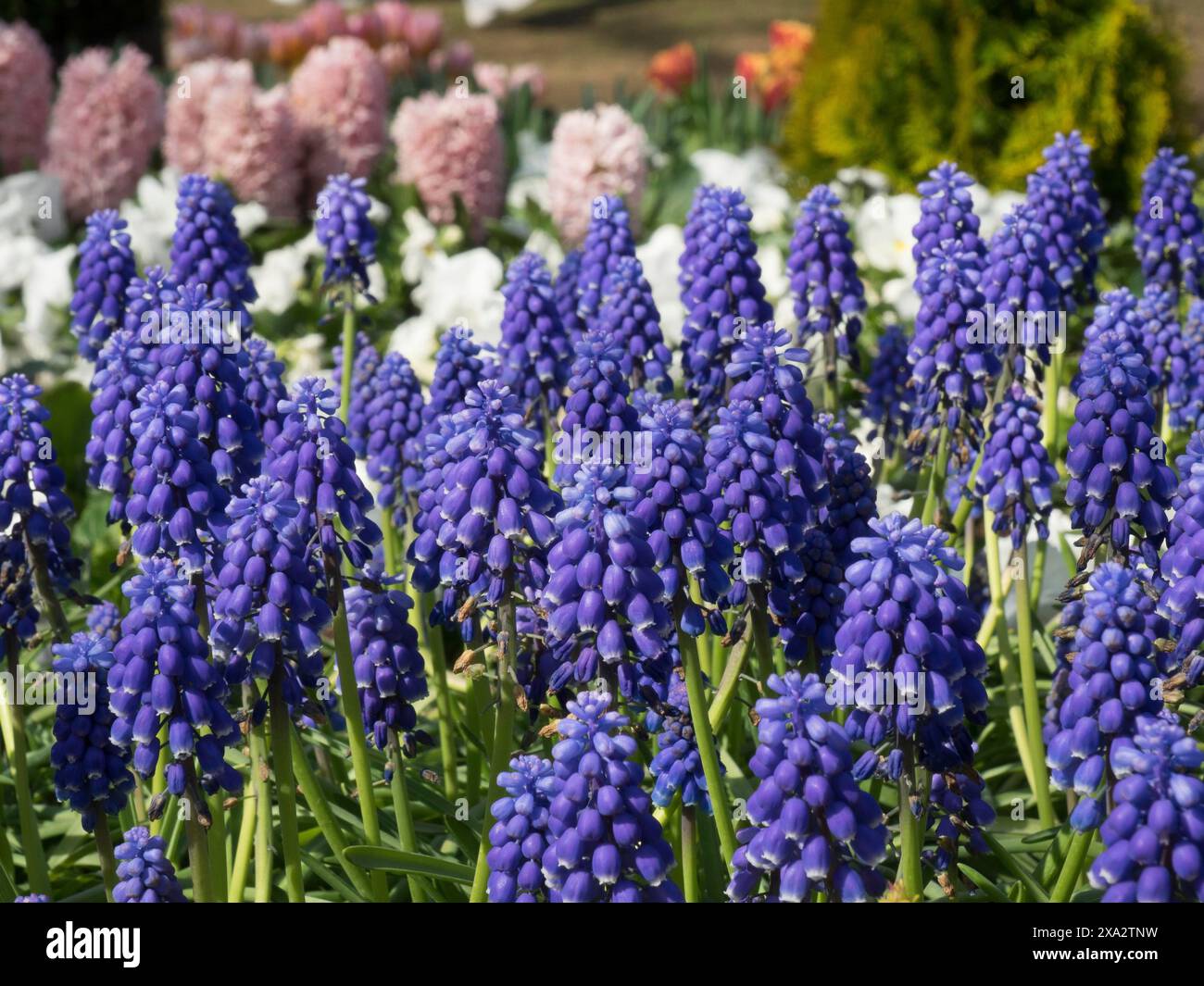 Un parterre de fleurs avec jacinthes de raisin violet vif et d'autres parterres de fleurs colorées en arrière-plan, de nombreuses tulipes colorées en fleurs dans un jardin dans le Banque D'Images