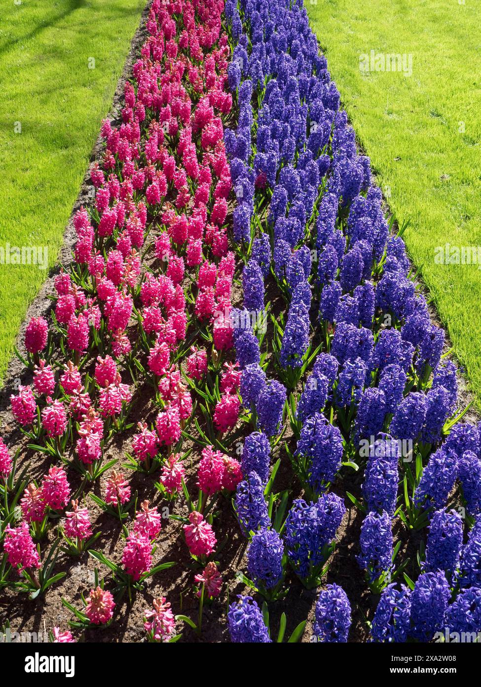 Un parterre de fleurs symétriques de jacinthes roses et bleues, encadré par une prairie verte, de nombreuses tulipes colorées et florissantes dans un jardin aux pays-Bas au Banque D'Images