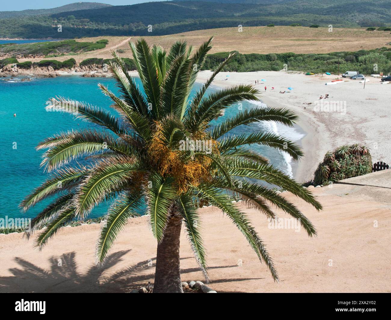 Plage avec un grand palmier au premier plan et mer turquoise en arrière-plan, Corse, Ajaccio, France Banque D'Images