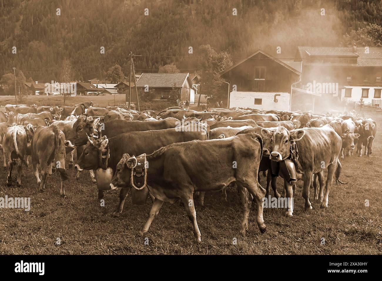 Vaches descendant du pâturage de montagne décoré de cloches pour la séparation du bétail, Bad Hindelang, Allgaeu, Bavière, Allemagne Banque D'Images