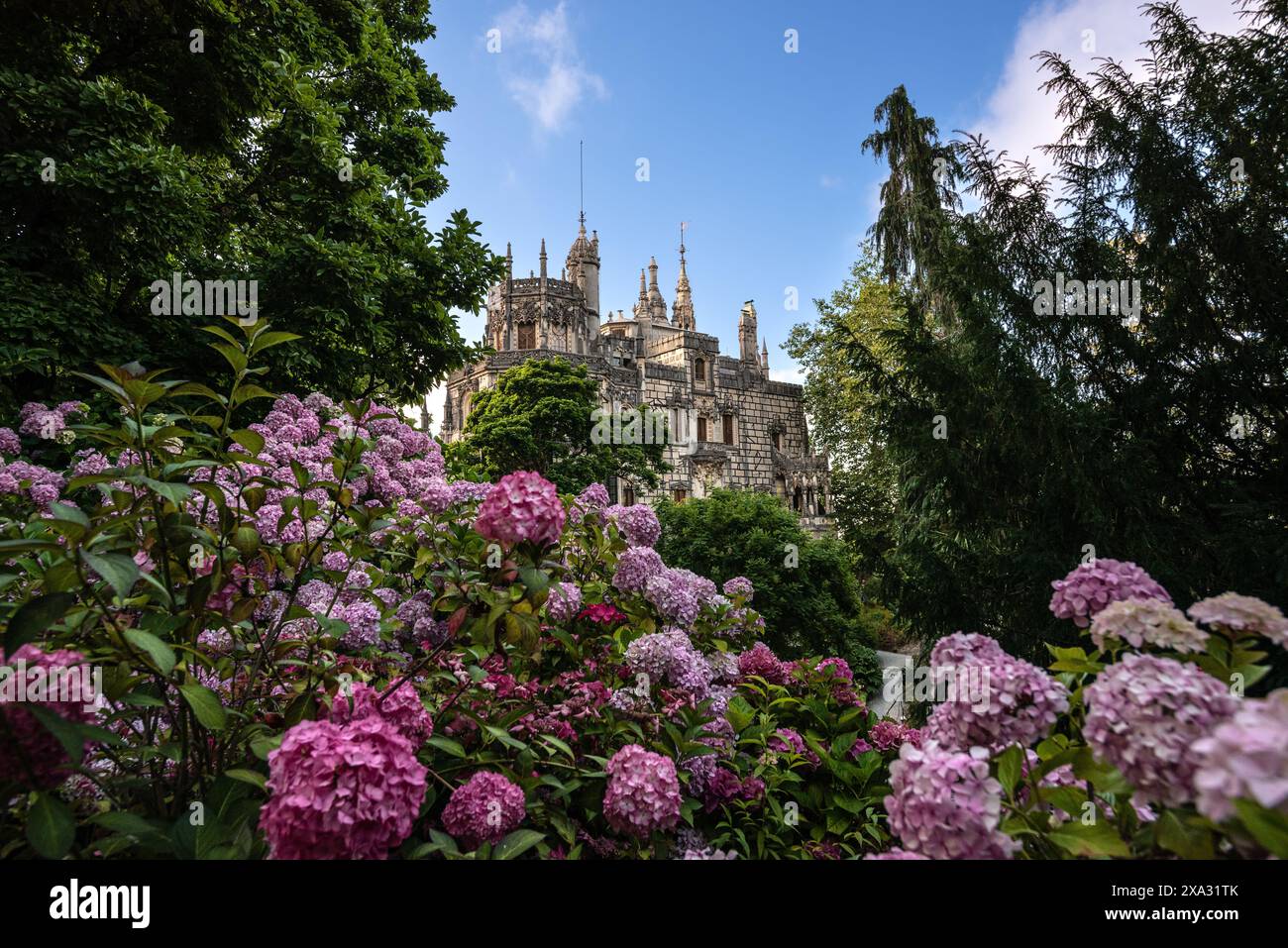 Hortensias florissantes de Quinta da Regaleira Palace - Sintra, Portugal Banque D'Images