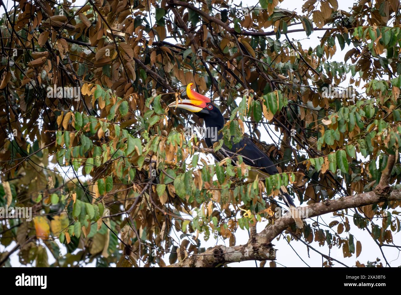 Rhinocéros Hornbill - rhinocéros Buceros, grand bel oiseau emblématique avec bec coloré des forêts tropicales d'Asie du Sud-est, rivière Kinabatangan, Bor Banque D'Images