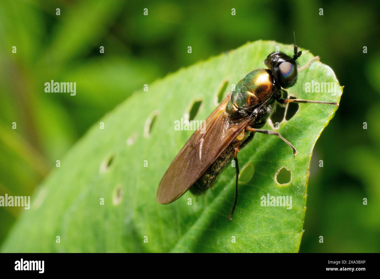 Spécimen de Chloromyia formosa ou mouche de soldat (également connu sous le nom de centurion large) reposant sur une feuille Banque D'Images