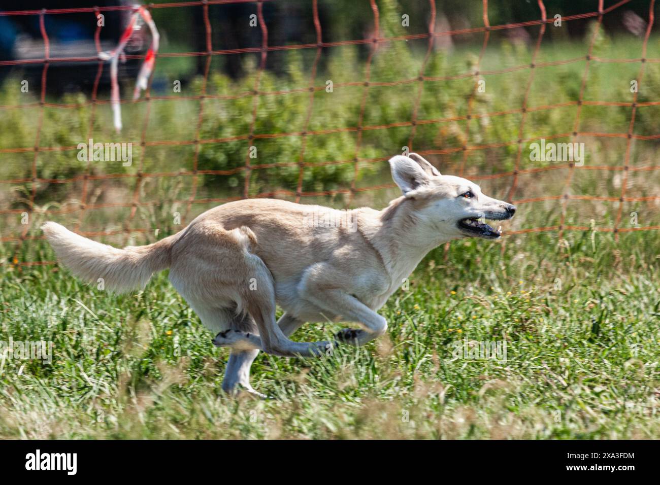 Chien courant dans le champ sur la compétition de course de leurre Banque D'Images