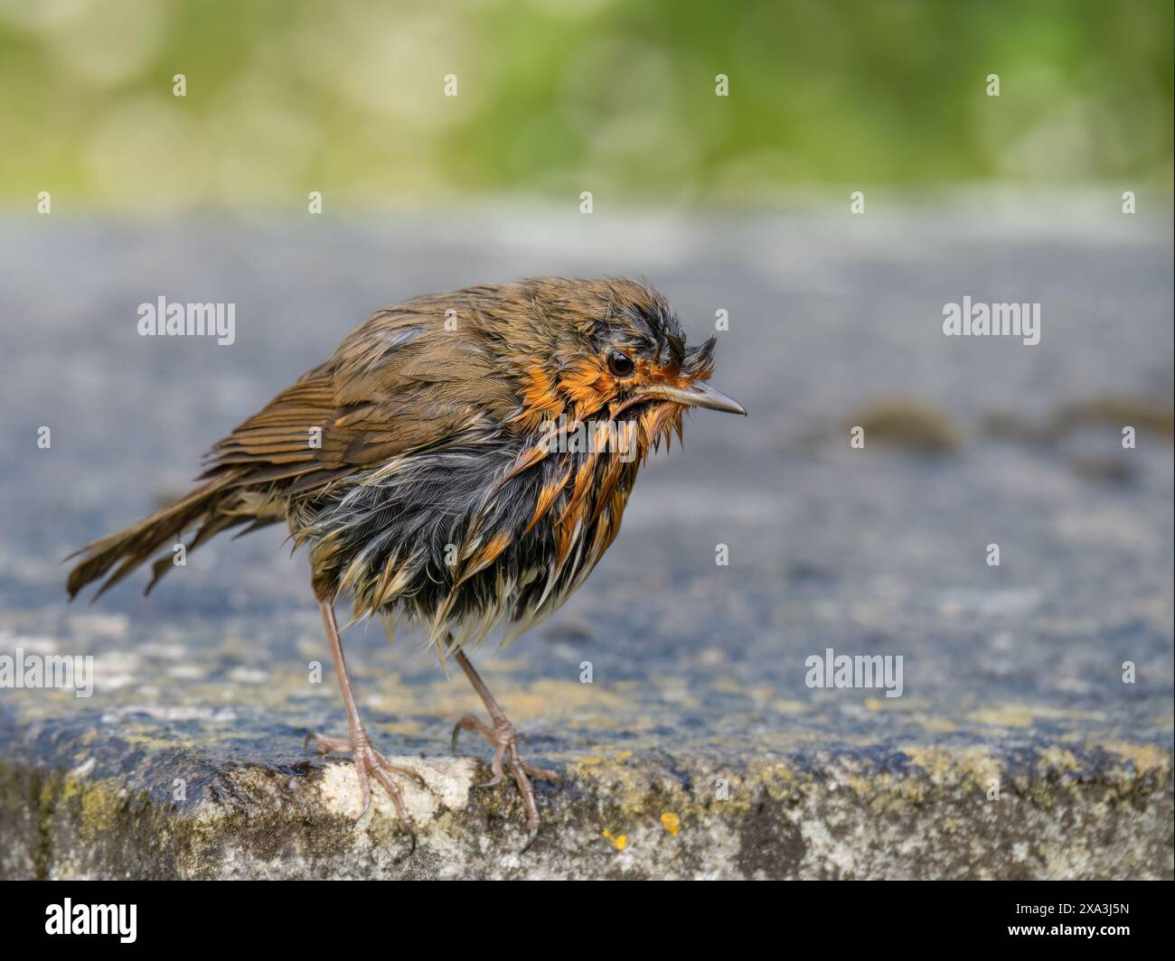 Gros plan d'un robin Erithacus rubecula européen, trempé sous la pluie. Banque D'Images