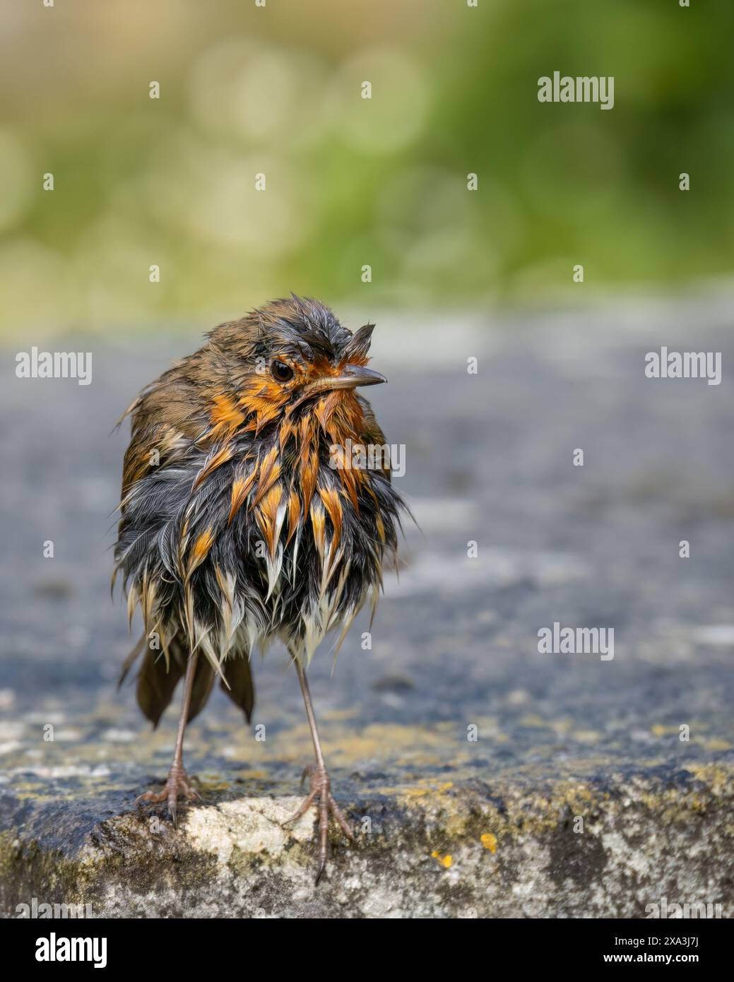 Gros plan d'un robin Erithacus rubecula européen, trempé sous la pluie. Format vertical. Banque D'Images