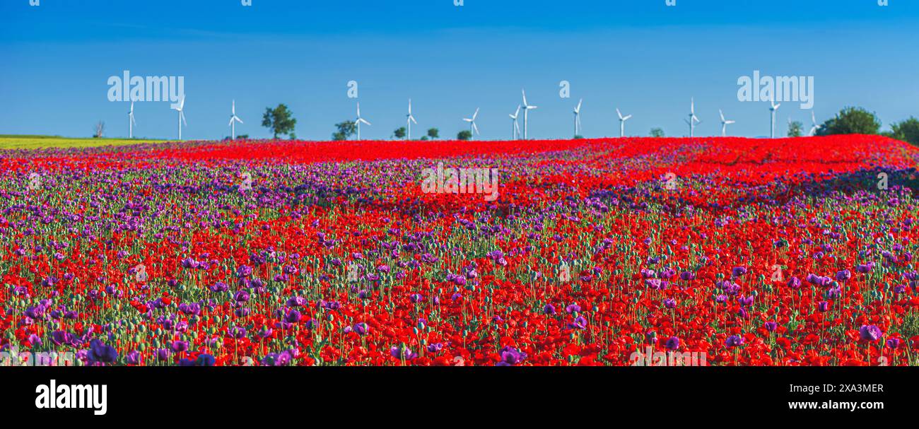 Pavots de maïs rouge poussant comme mauvaise herbe dans un champ cultivé de pavot à opium (Papaver somniferum) avec des éoliennes en arrière-plan, foyer sélectif Banque D'Images
