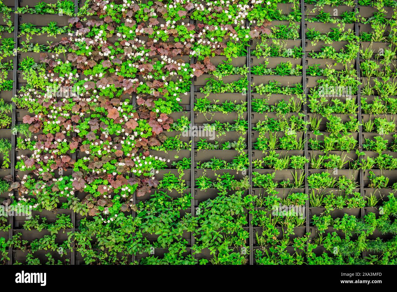 Décoration de jardin verte verticale artificielle sur le mur, jardinage urbain vertical Banque D'Images