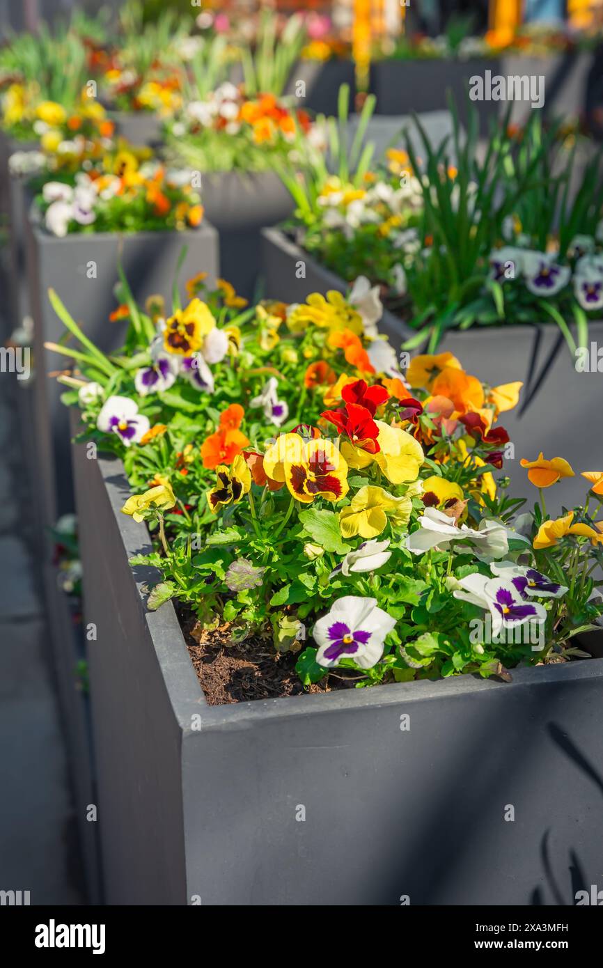 Lits surélevés modernes et pots de fleurs hauts dans un magasin de fleurs Banque D'Images
